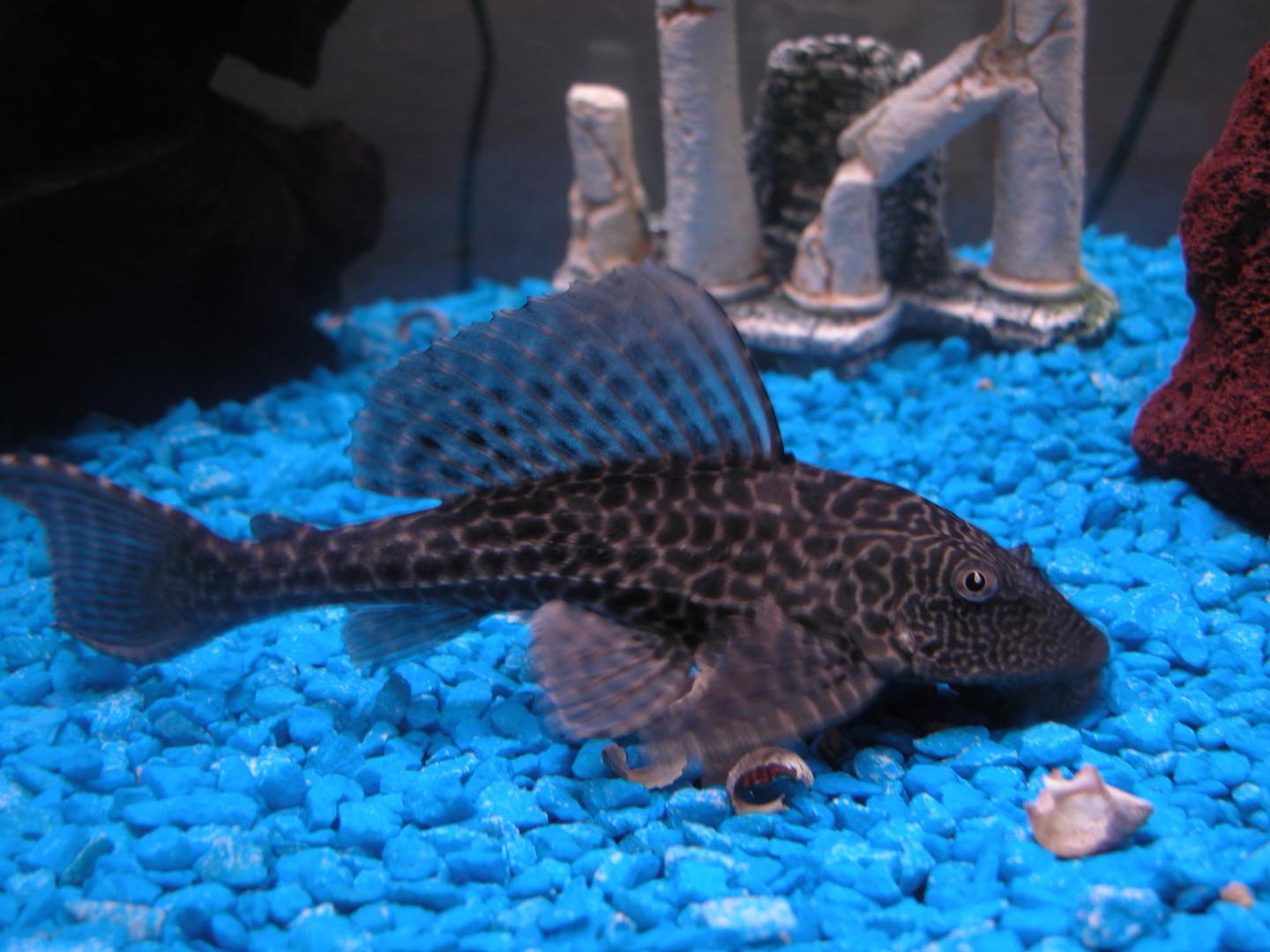 Amazon sailfin pleco Pterygoplichthys pardalis with raised dorsal fin over blue gravel