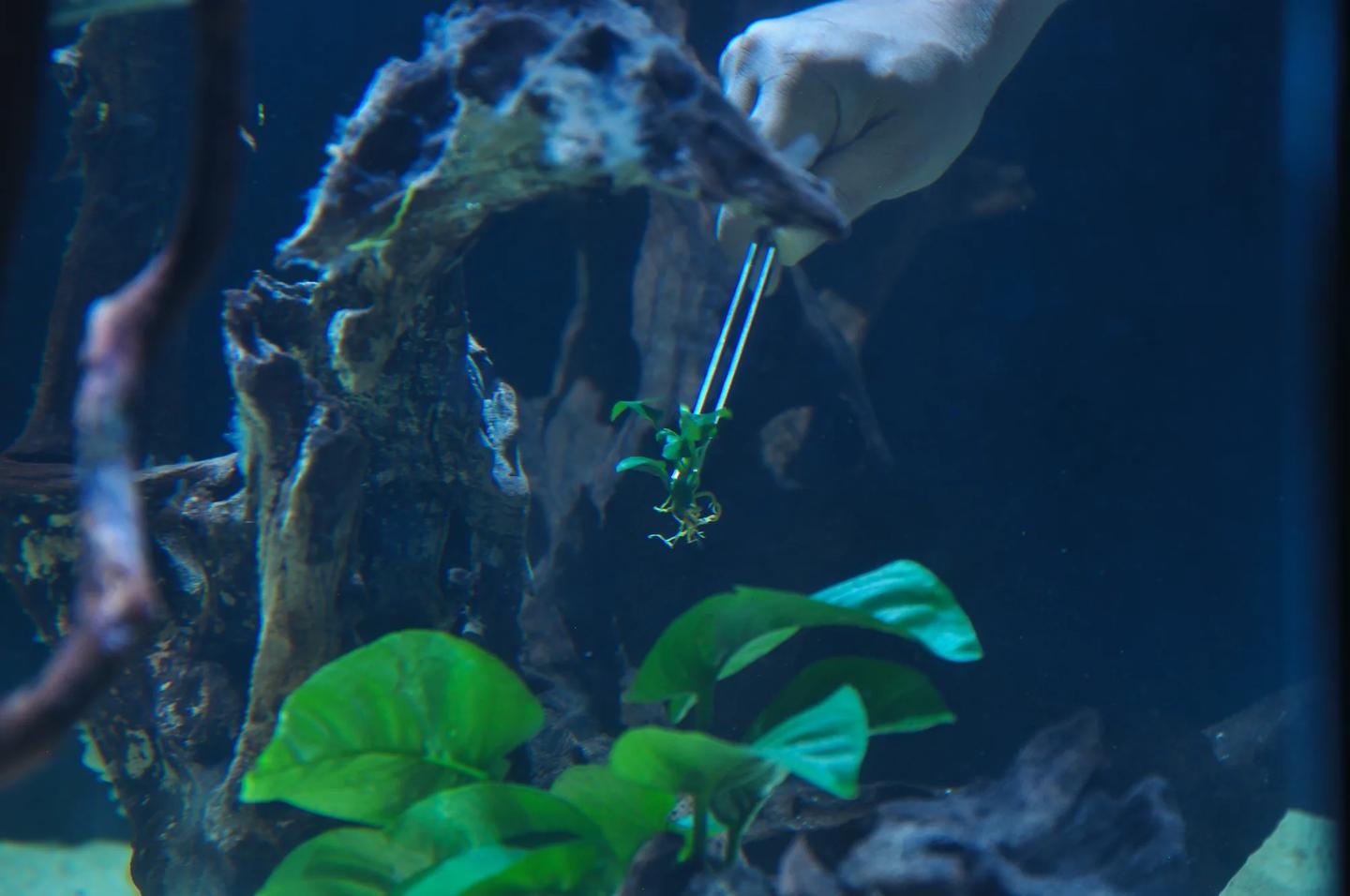 Aquascaper using long tweezers to position a small source-labelled Anubias Petite plant beside aquarium wood