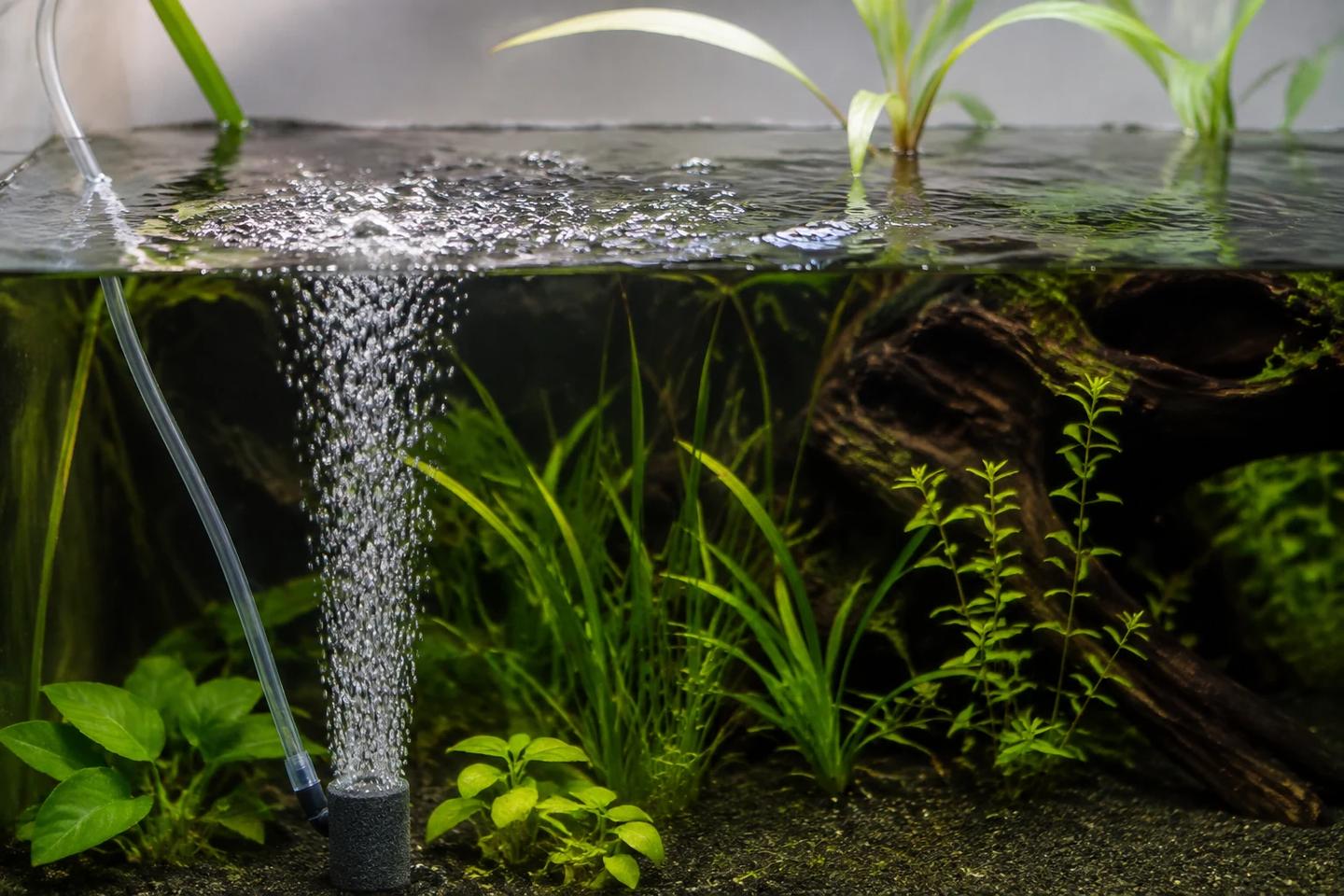 Fine bubbles rising from an air stone and disturbing the surface of a planted freshwater aquarium