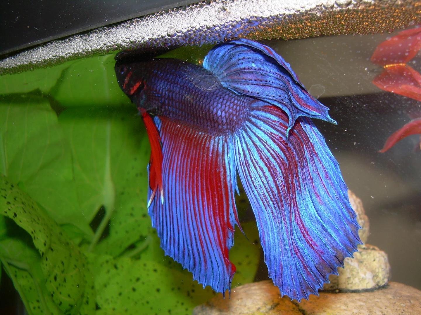 Red and blue male Betta splendens beneath a bubble nest at the aquarium surface