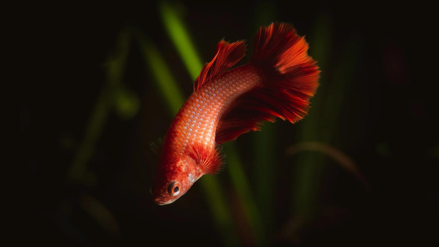 Red female Betta splendens with short fins swimming in a dark planted aquarium
