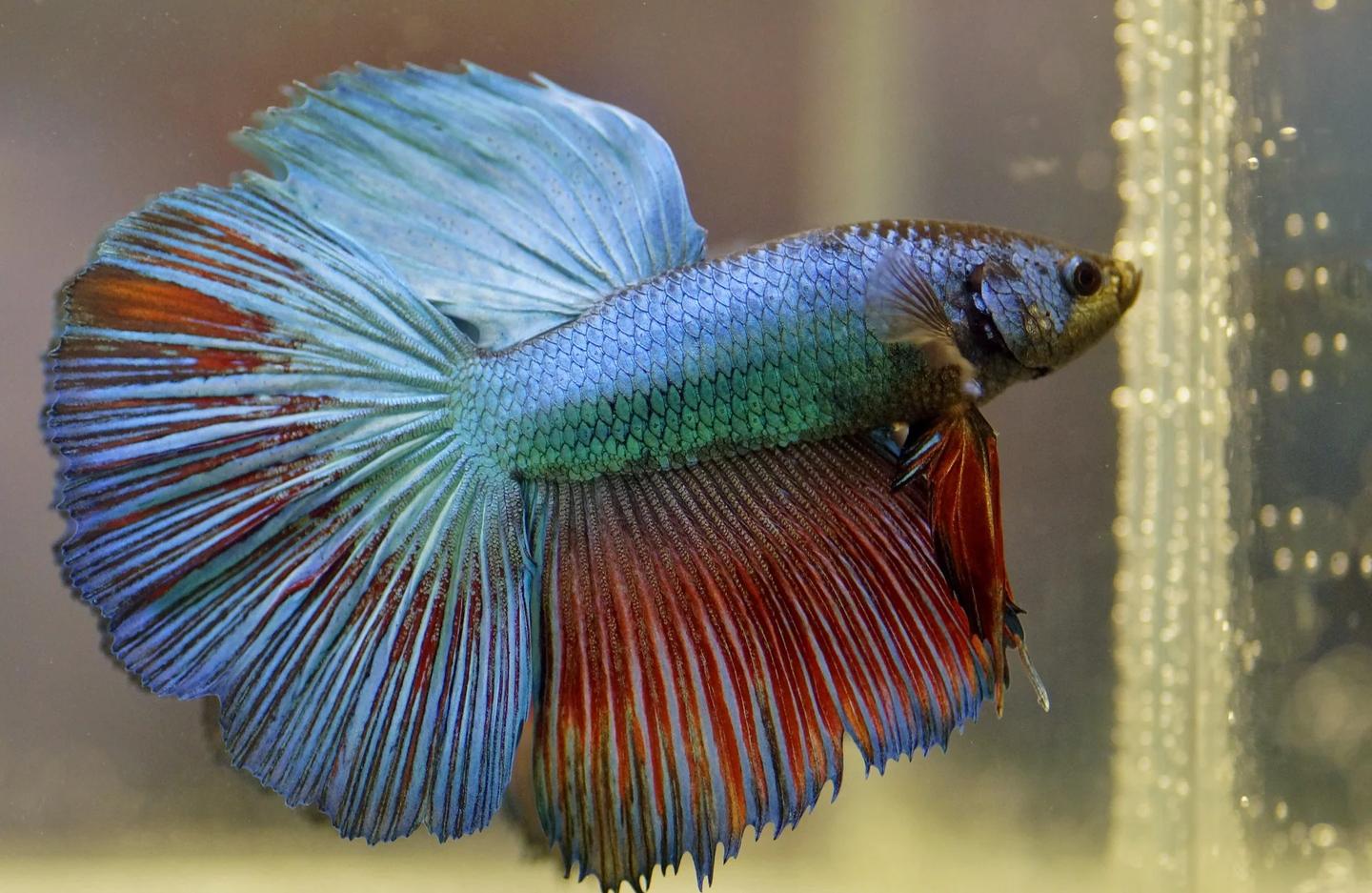 Blue and red male Betta splendens swimming side-on in an aquarium