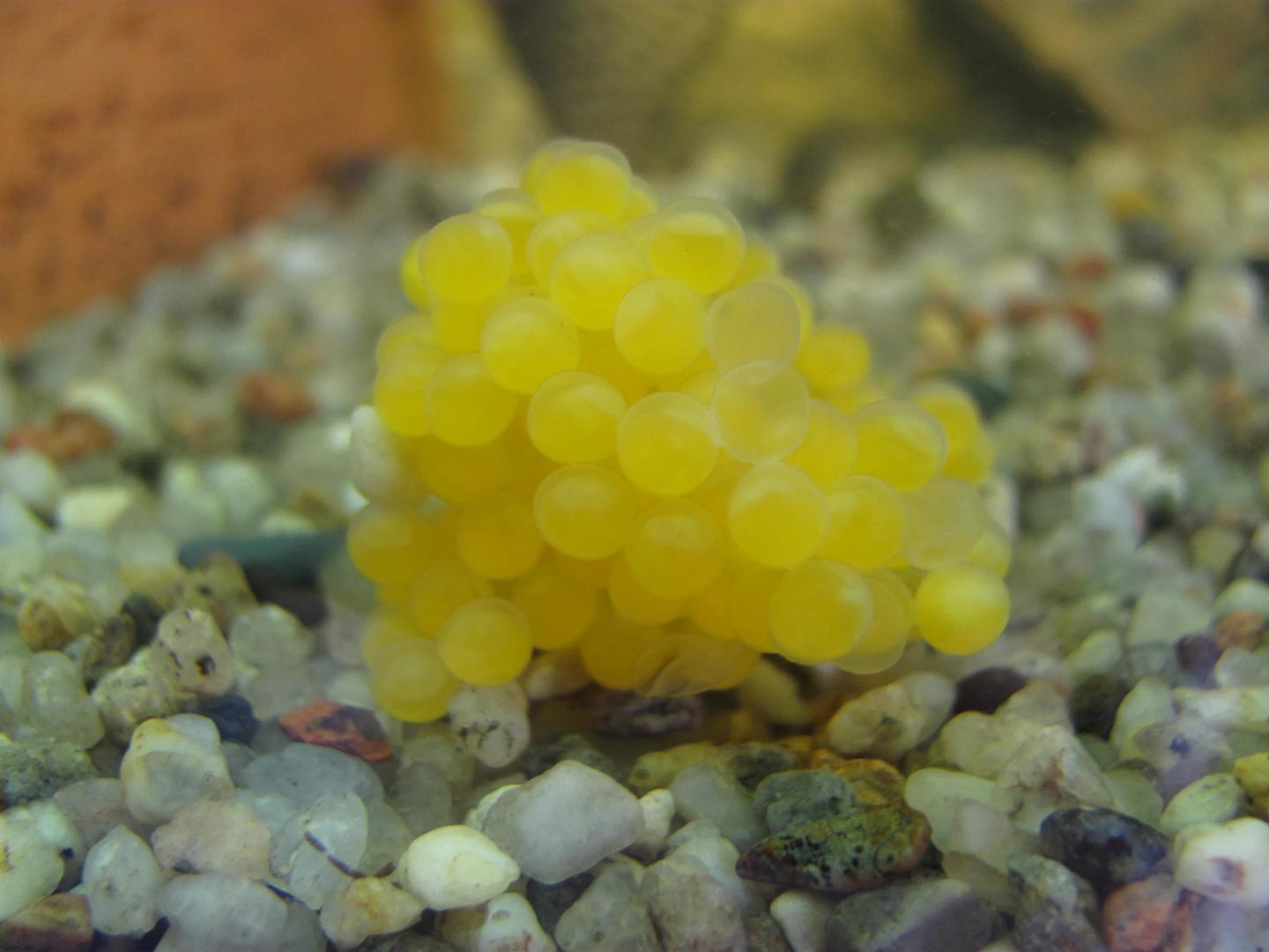 Cluster of round yellow Ancistrus eggs resting on aquarium gravel