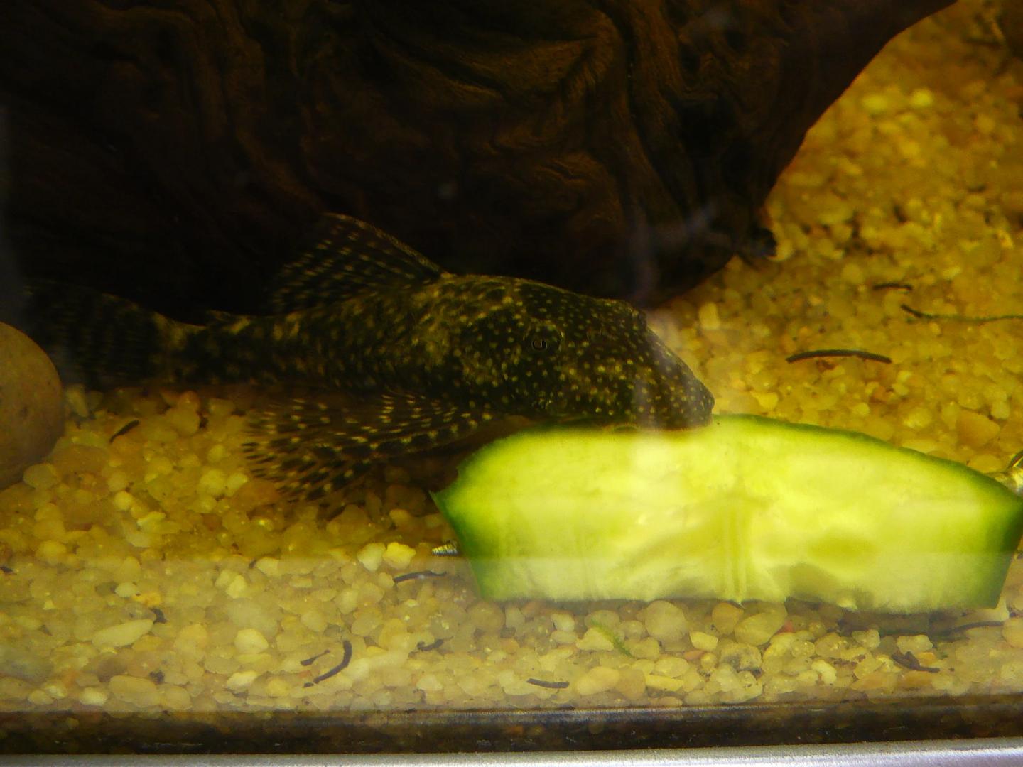 Unidentified brown Ancistrus catfish feeding from a slice of cucumber in an aquarium