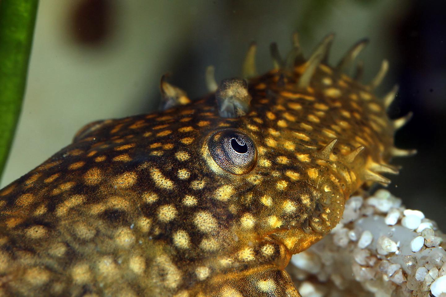 Close view of a brown male Ancistrus catfish with branched snout bristles