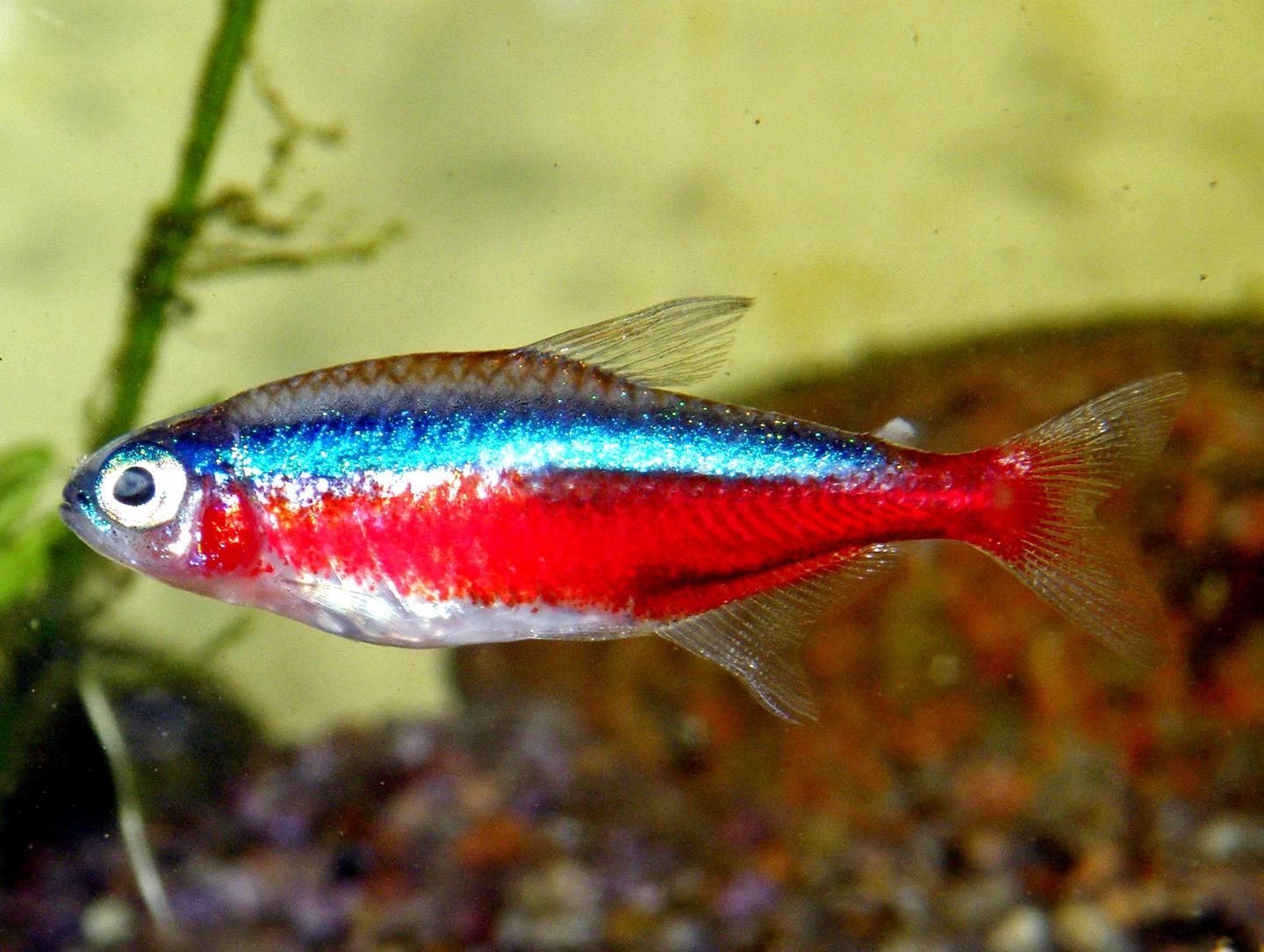 Cardinal tetra labelled Paracheirodon axelrodi in side view, with a bright blue stripe above red colour along the body