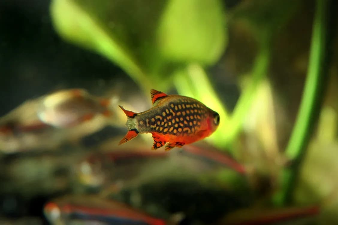 Source-labelled male celestial pearl danio with spotted body and red-black fins
