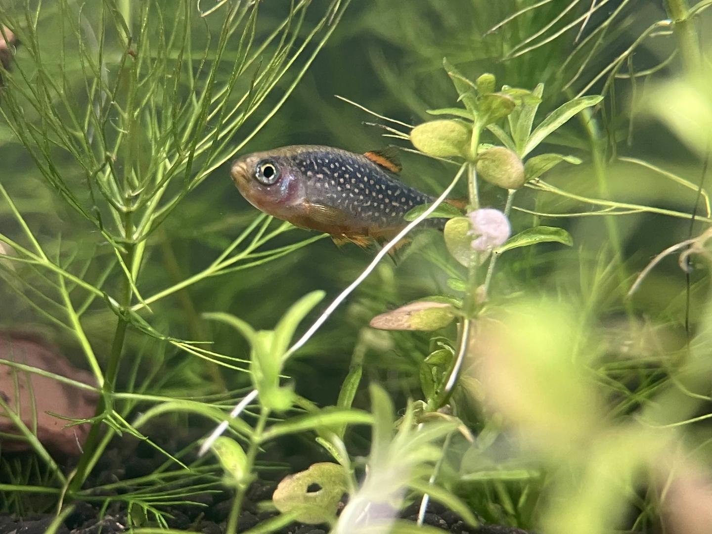 Celestial pearl danio swimming between fine-leaved aquarium plants