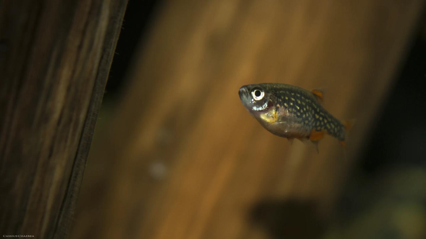 Celestial pearl danio beside wood and broad aquarium leaves