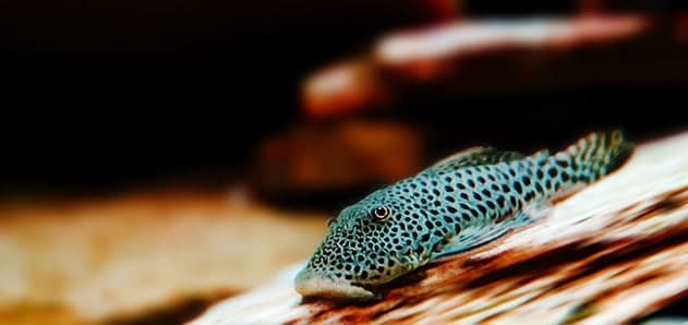 Source-labelled Chaetostoma pleco resting lengthways on pale aquarium wood
