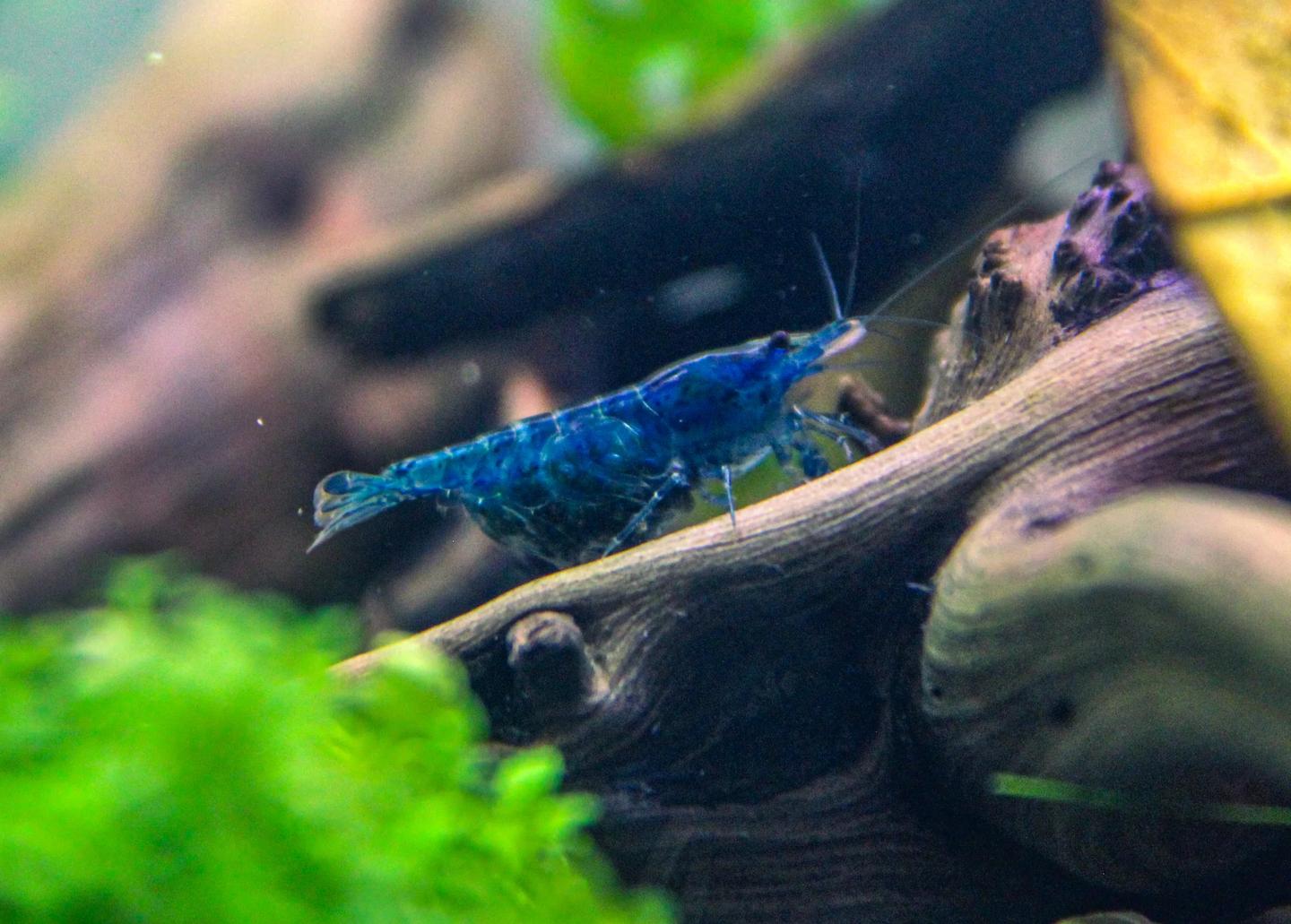 Blue Neocaridina davidi shrimp carrying green eggs beneath its abdomen