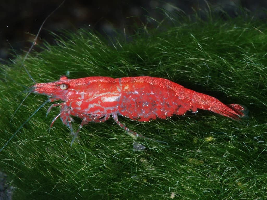 Red cherry shrimp grazing on green aquarium moss