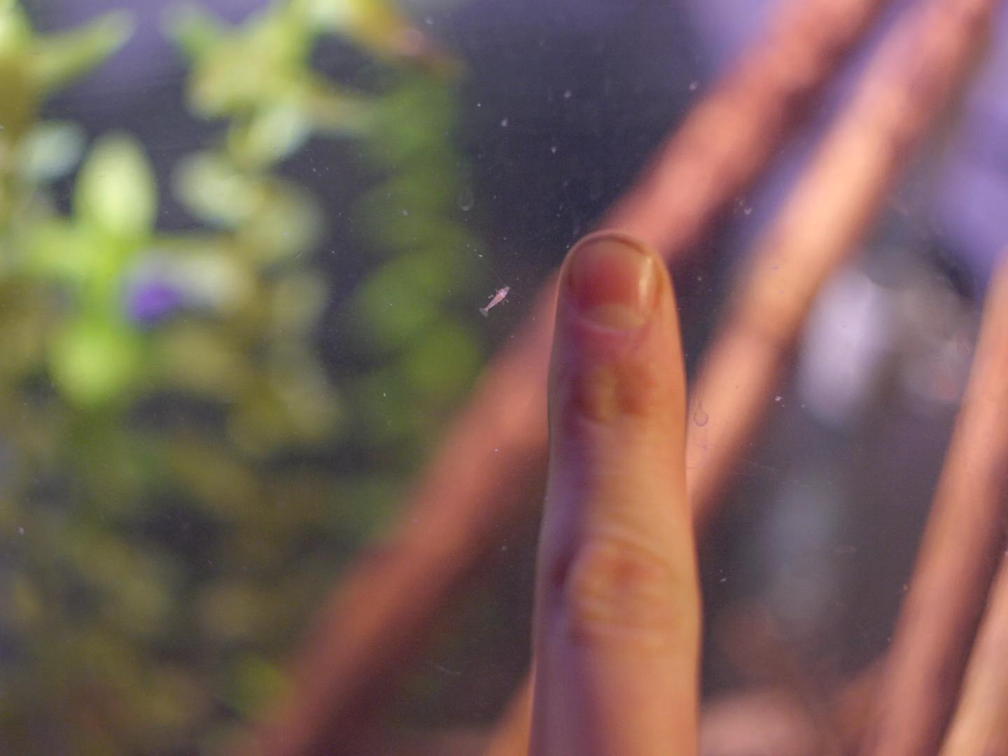 Tiny pale cherry shrimplet beside a human fingertip for scale