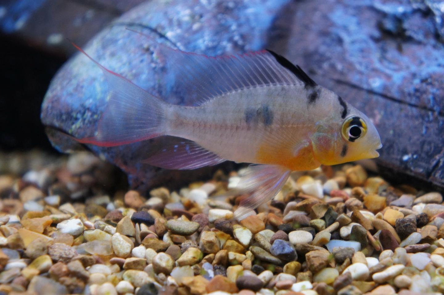 Source-labelled Bolivian ram swimming above aquarium gravel