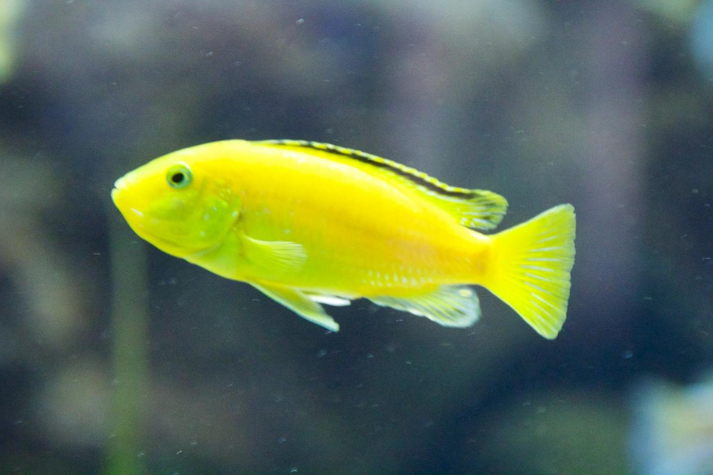 Source-labelled electric yellow lab cichlid in side view