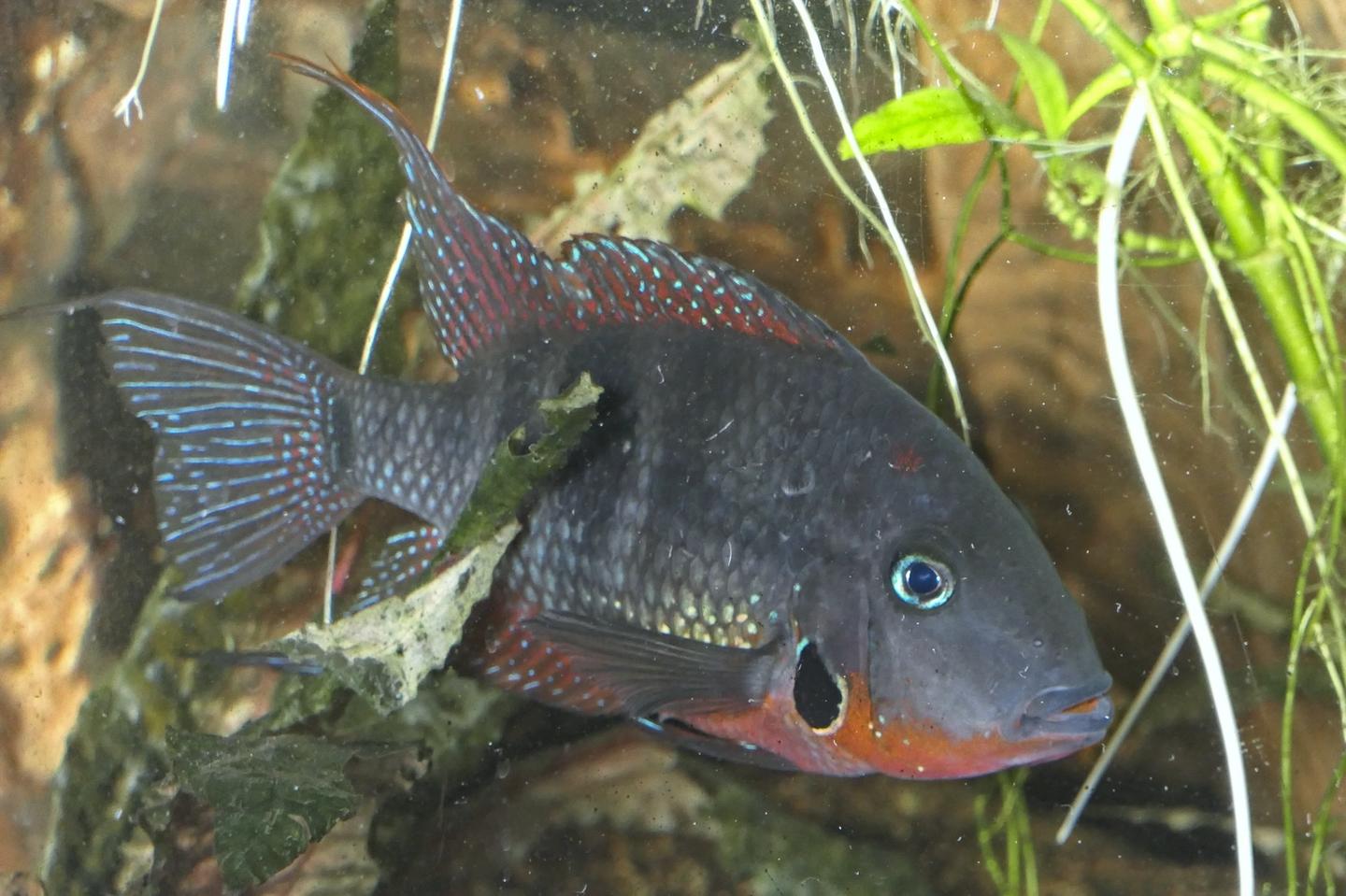 Source-labelled male firemouth cichlid showing a red throat and blue-flecked fins