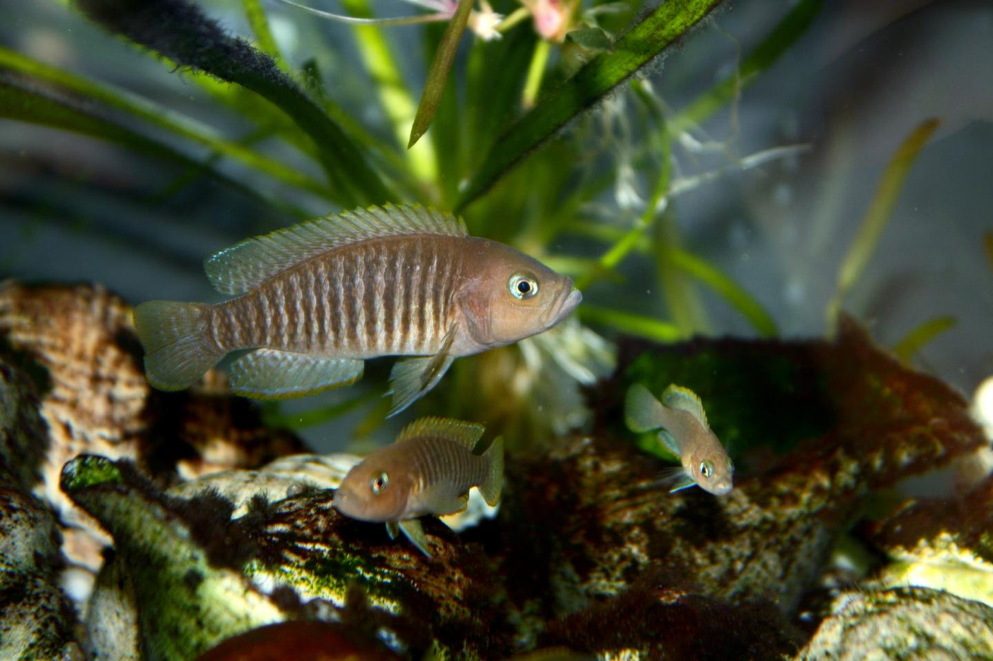 Source-labelled male shell-dwelling cichlid with smaller fish in an aquarium