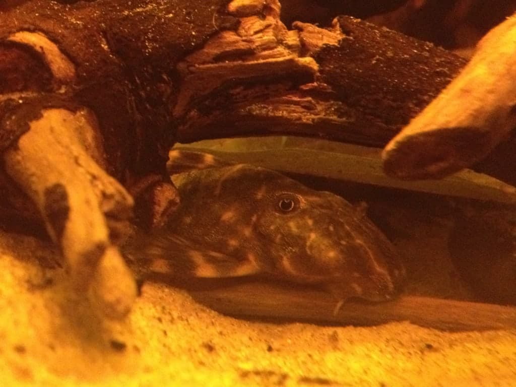 Clown pleco Panaqolus maccus sheltering between pieces of aquarium wood