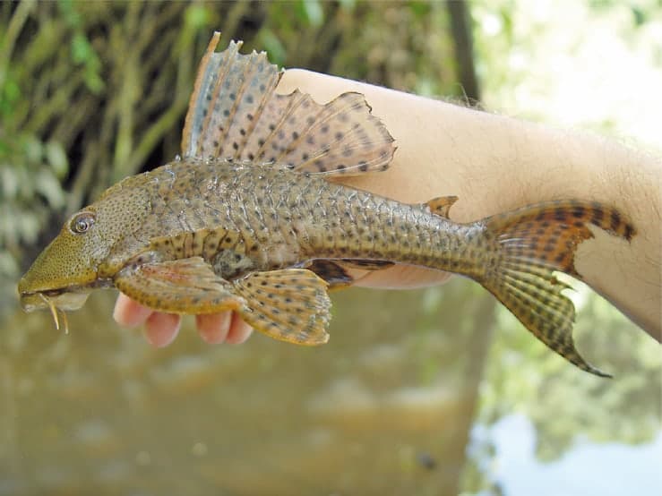 Hypostomus plecostomus in side view held above water at its documented field locality