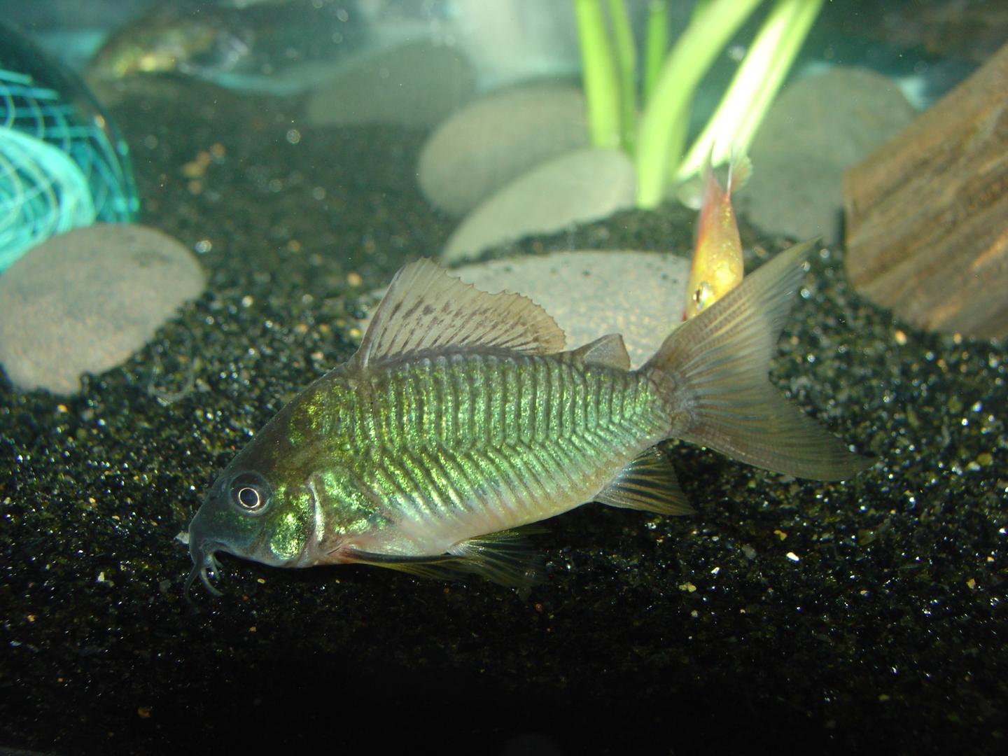 Emerald cory catfish labelled Brochis splendens resting over rounded aquarium gravel