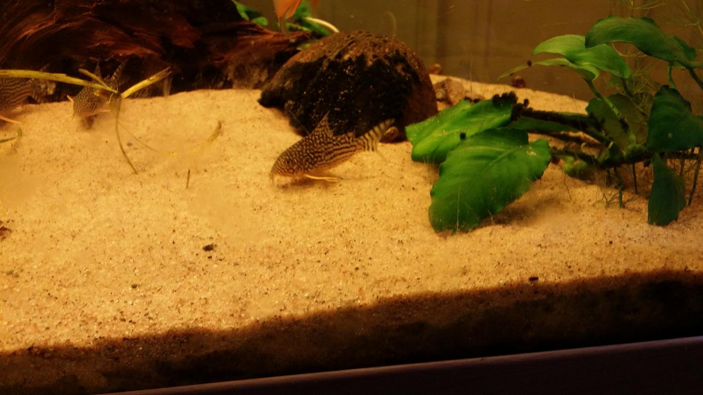 Sterbai cory catfish labelled Hoplisoma sterbai in side view with pale spots and orange pectoral fins