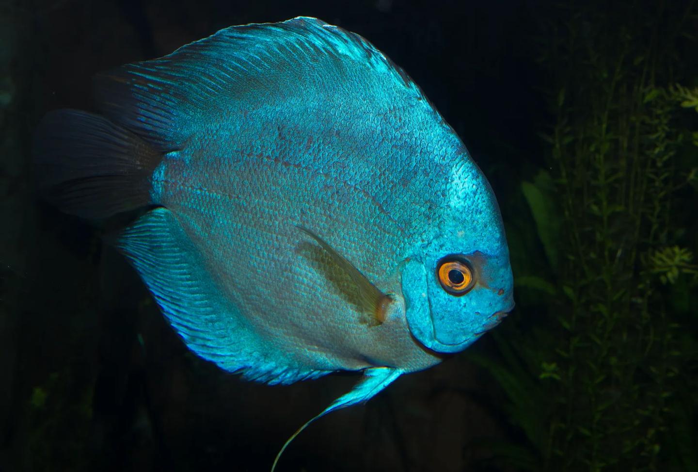 Blue captive discus in side view against dark aquarium plants