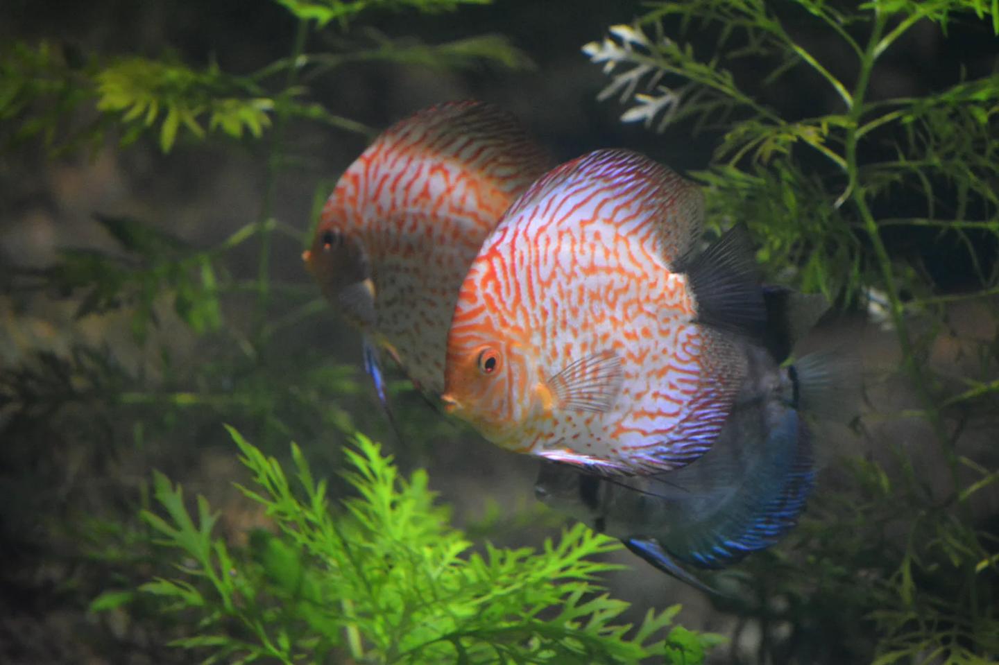 Three patterned discus swimming together in a planted aquarium