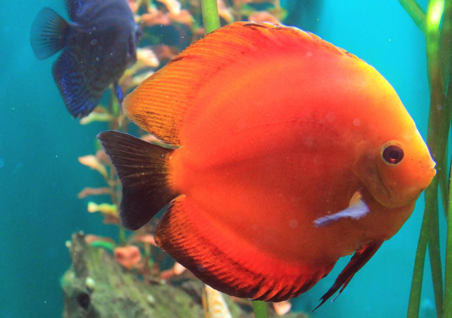 Large orange-red captive discus with a darker discus behind it