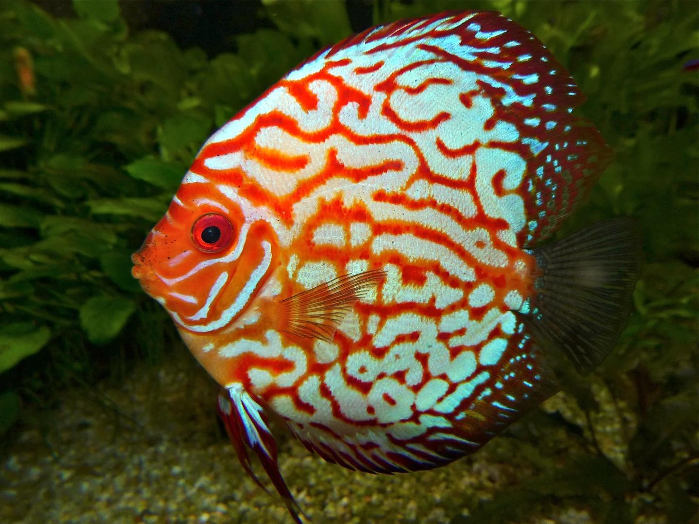 Red and pale patterned captive discus in left-facing side view