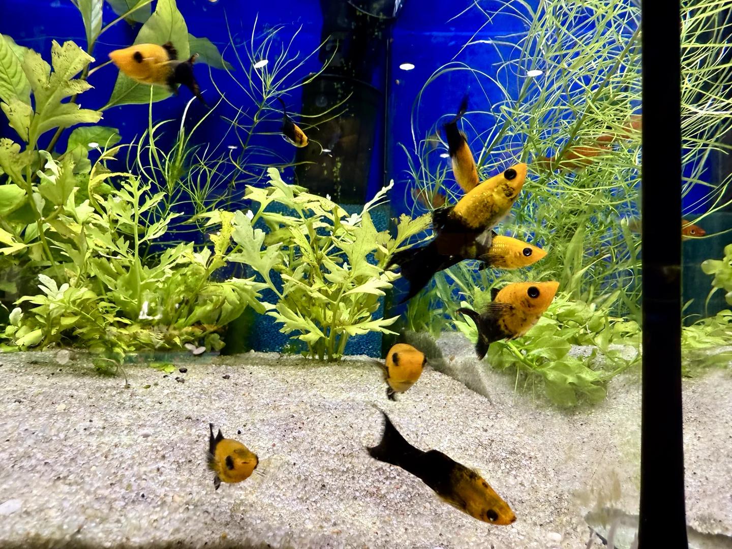 Black-and-gold mollies swimming together in a planted shop aquarium