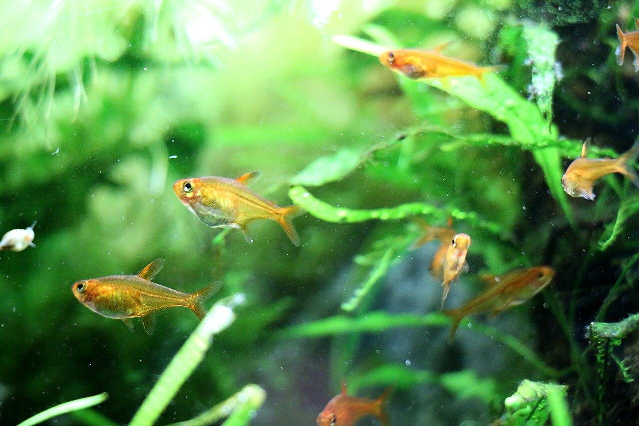 Group of Ember tetras swimming among green aquarium plants