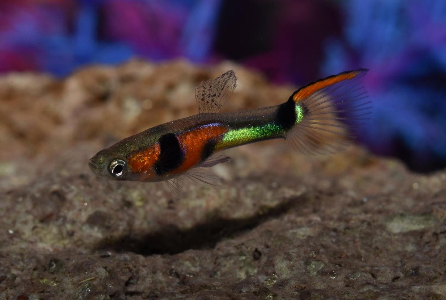 Orange, black and green male fish labelled as an Endler's livebearer (Poecilia wingei) in side view