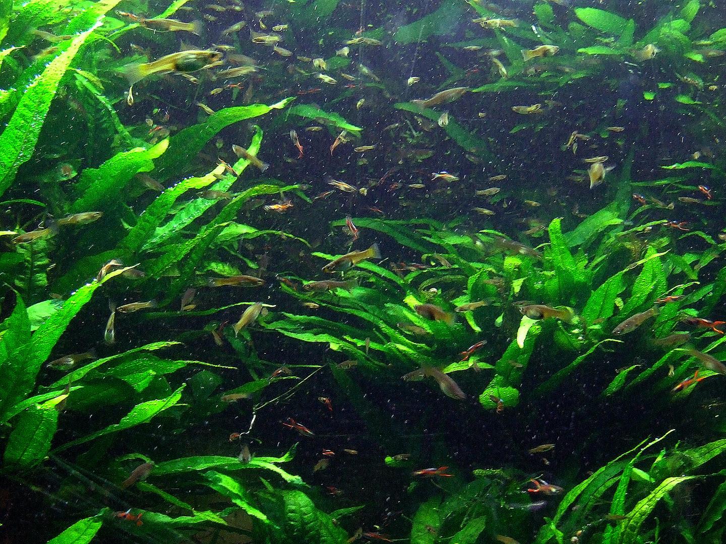 Group of Endler's livebearers (Poecilia wingei) in an aquarium at Cologne Zoo