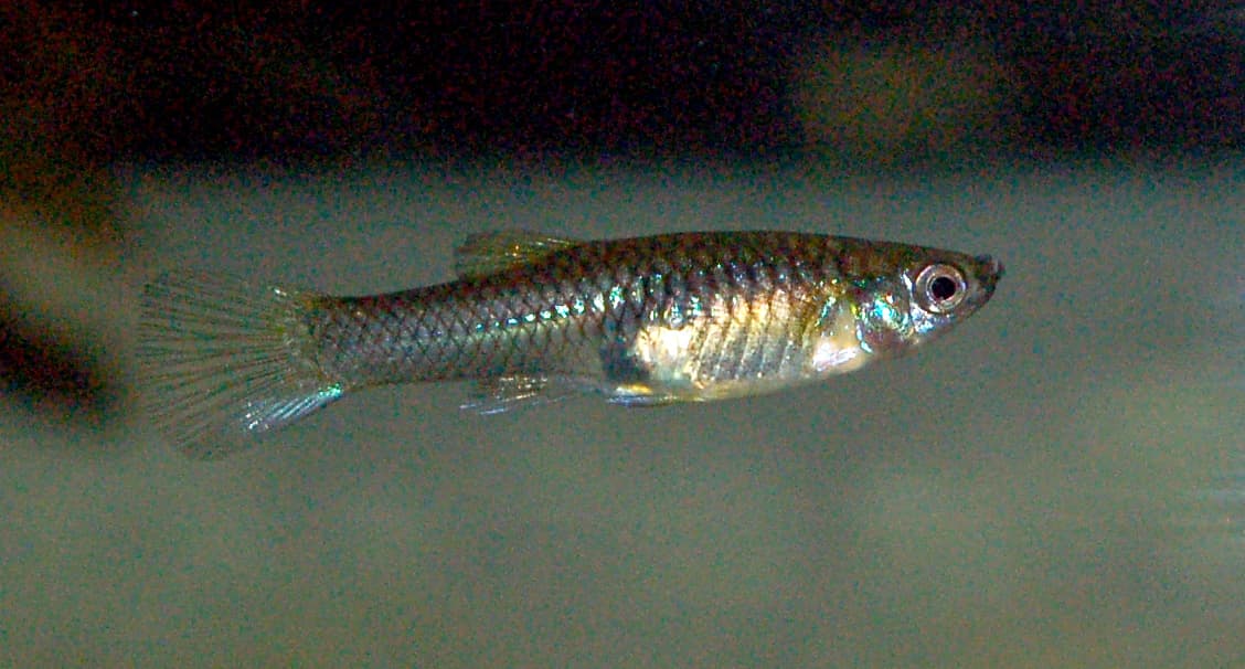 Silver-grey female fish labelled as an Endler's livebearer (Poecilia wingei) in side view