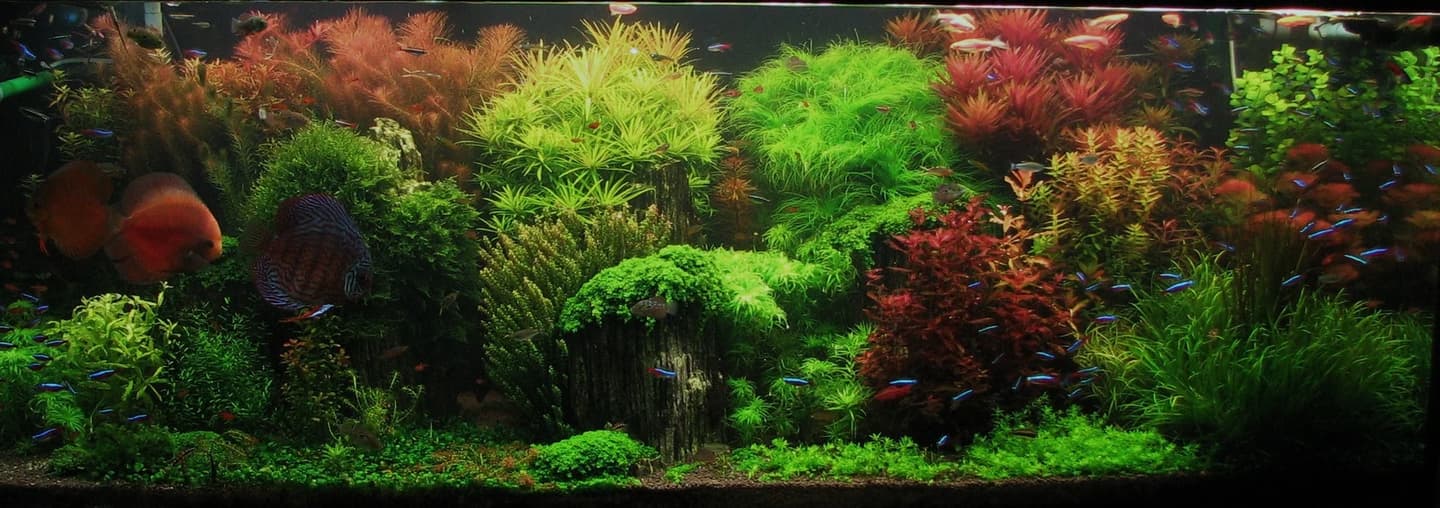 Dense red and green planting across a wide freshwater aquarium