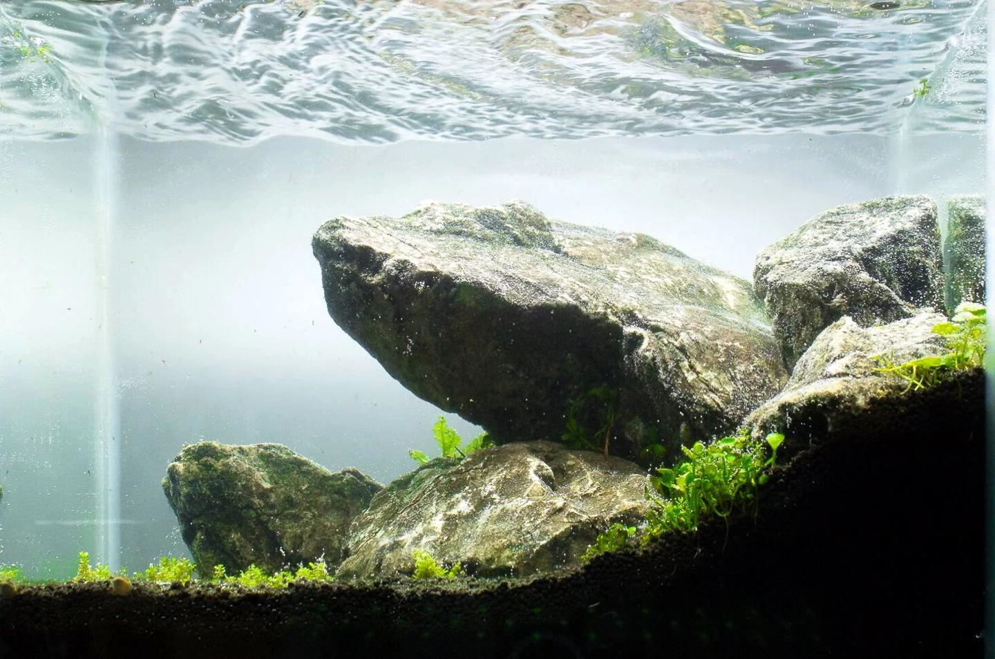 Freshwater aquascape with large grey rocks over dark substrate
