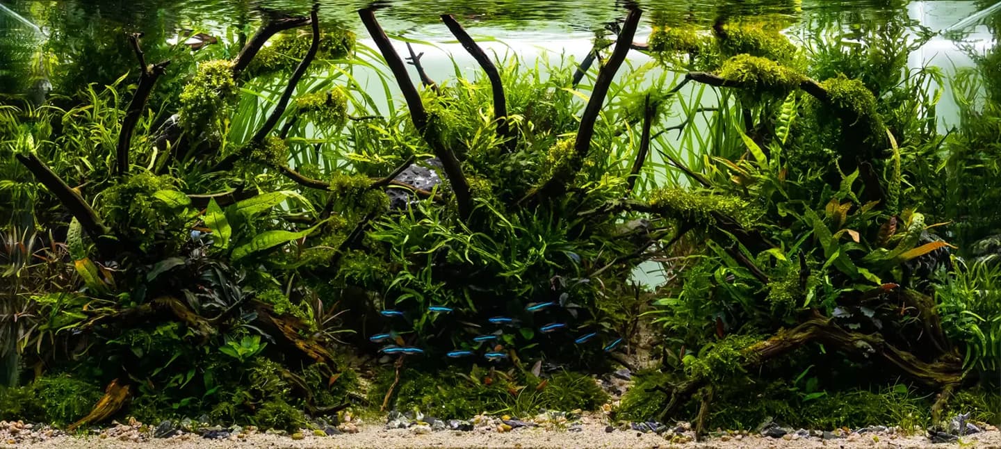 Planted freshwater aquarium with wood, green plants and small blue fish