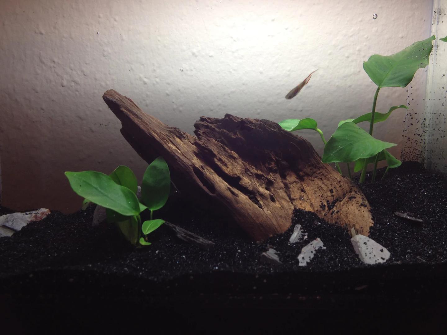 Very small planted aquarium with dark substrate, wood and broad green leaves