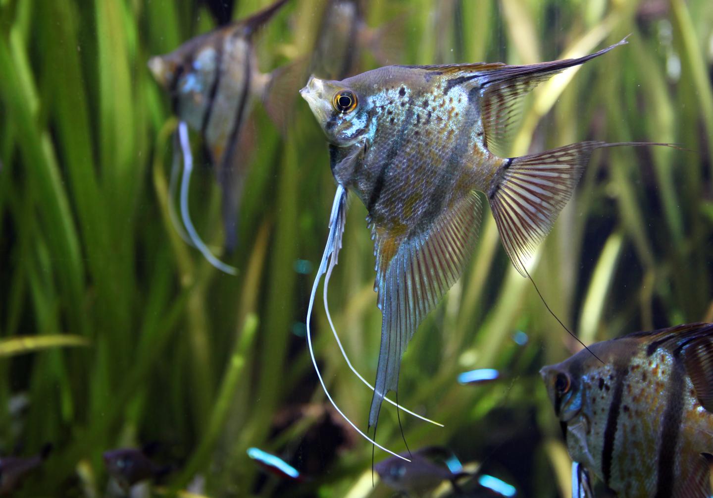Angelfish Care UK: Tank, Water & Groups | Tropical Fish Co