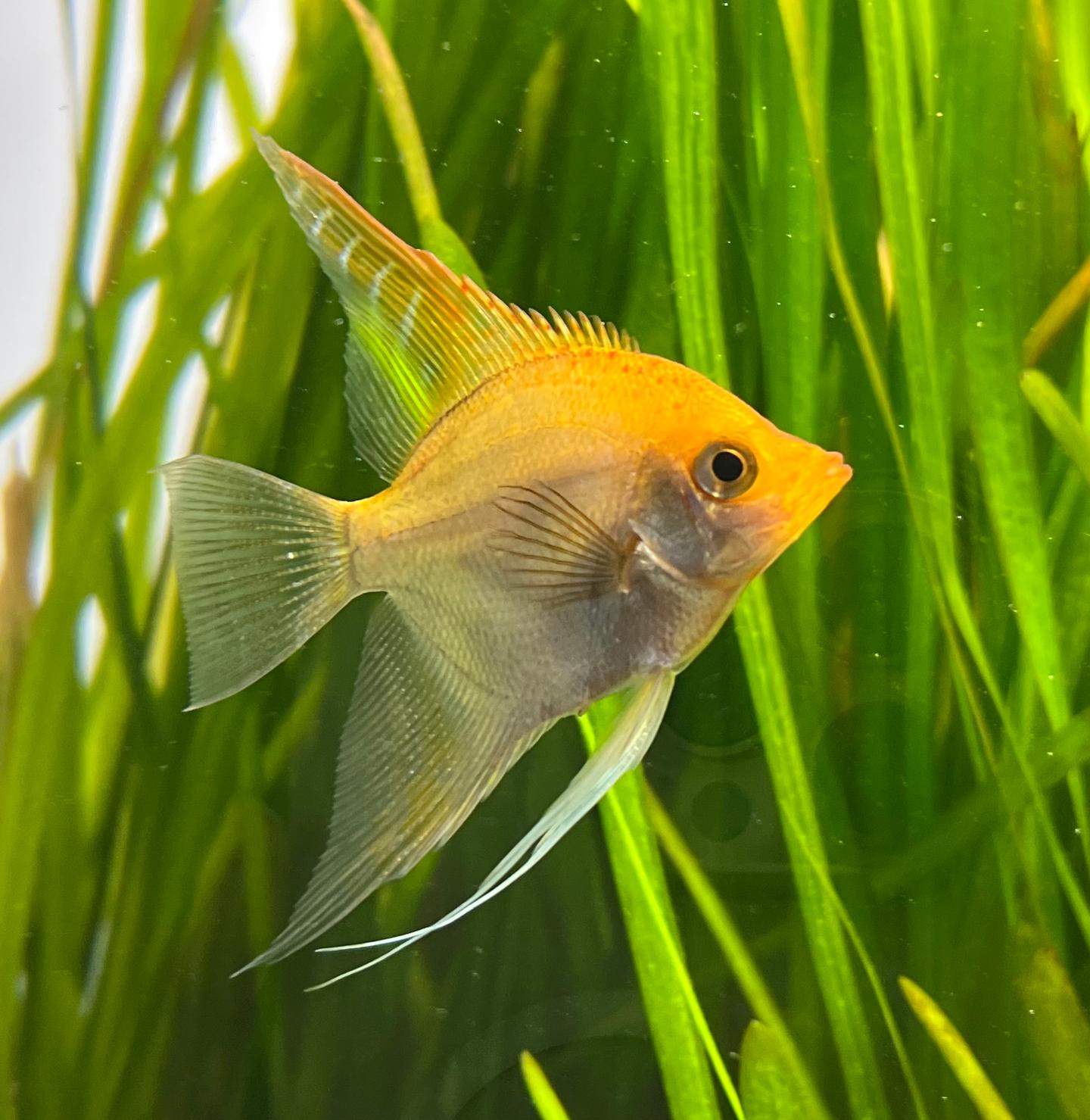 Gold freshwater angelfish with orange forehead and translucent fins beside green aquarium plants