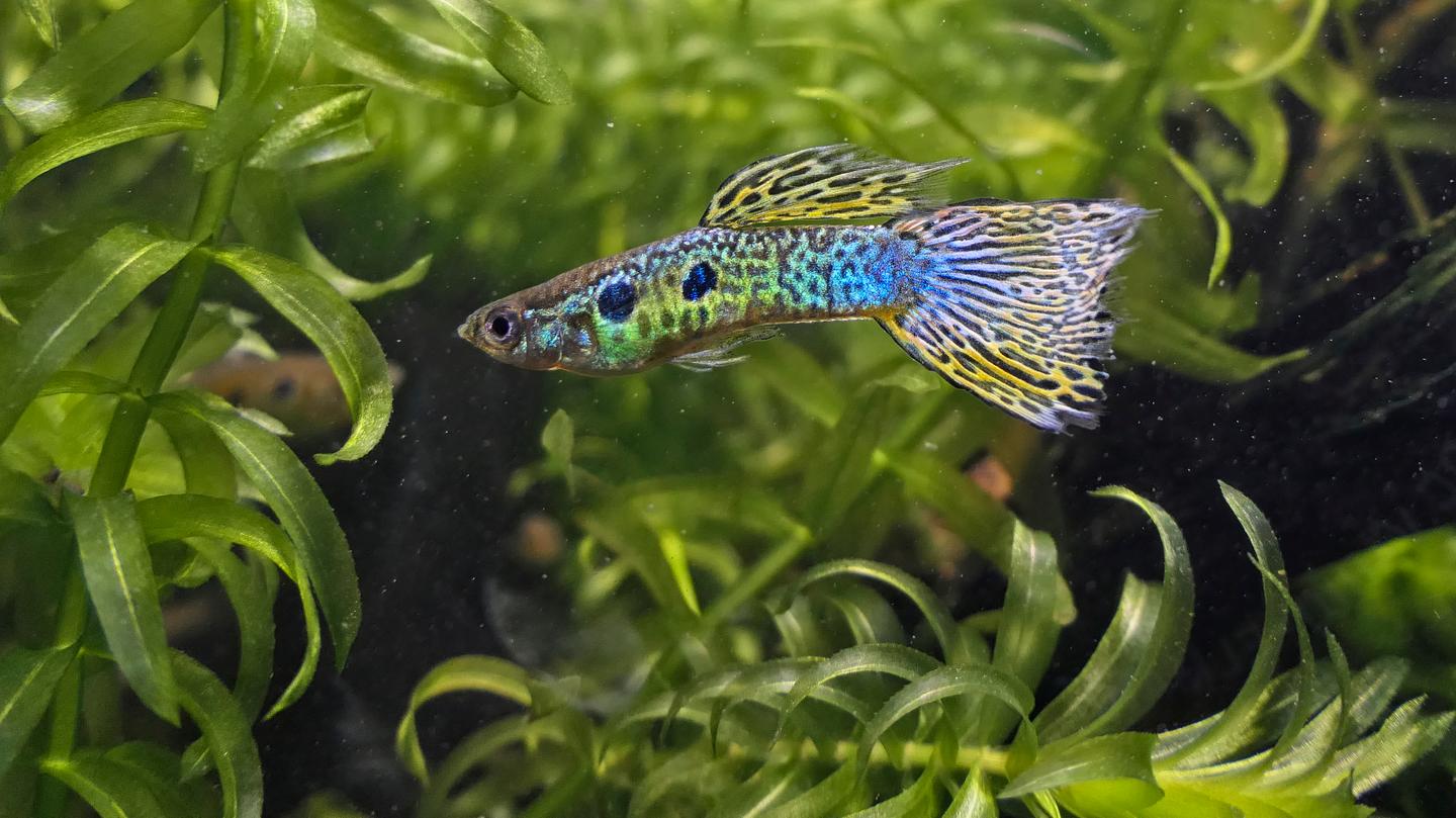 Domestic cobra-green male guppy (Poecilia reticulata) swimming among green aquarium plants