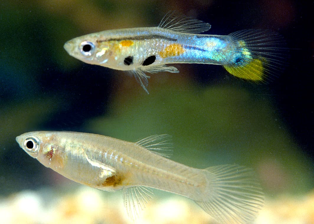 Trinidadian guppy male above and female below in a photographic comparison