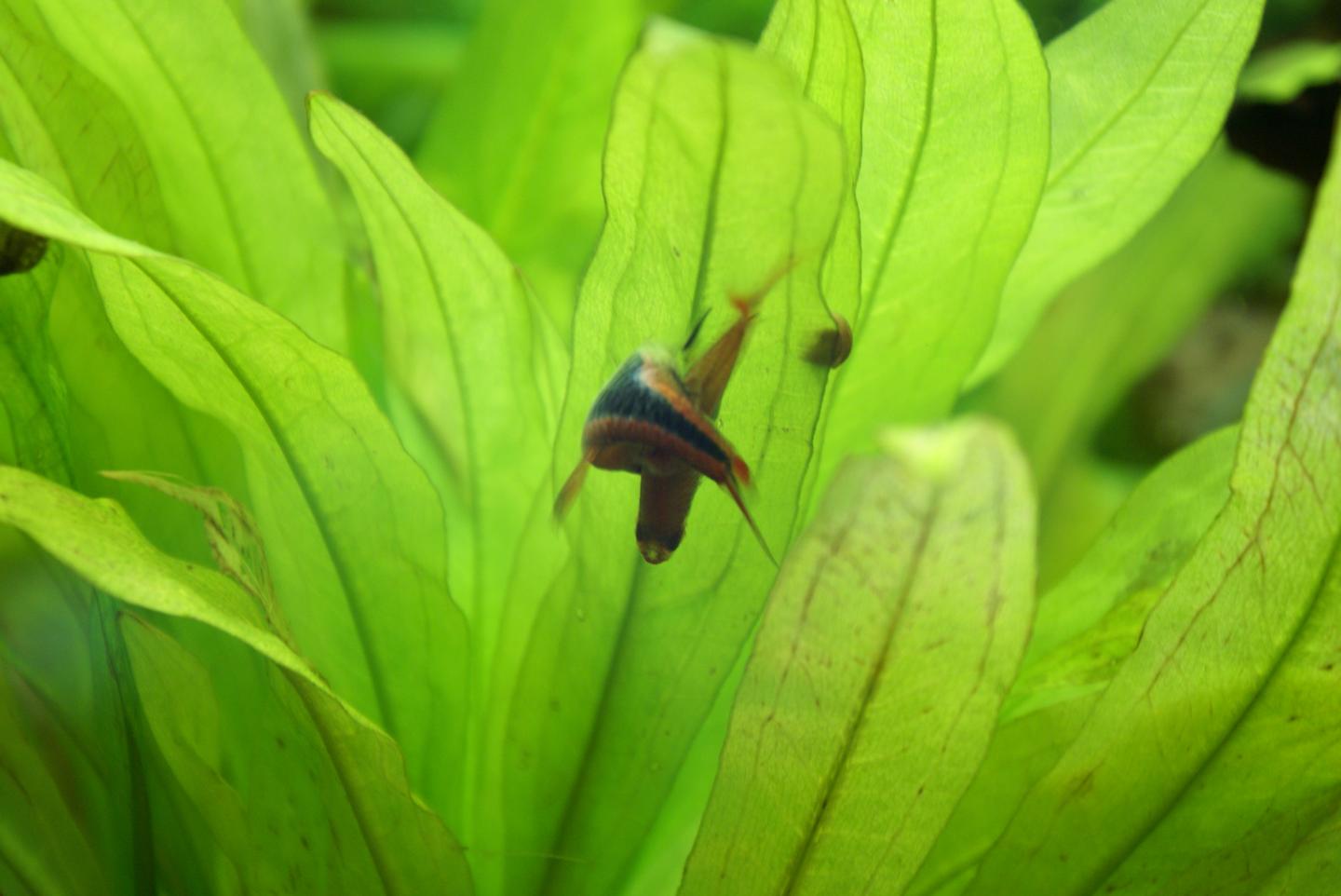 Two harlequin rasboras labelled Trigonostigma heteromorpha positioned head-down beneath a broad aquarium leaf