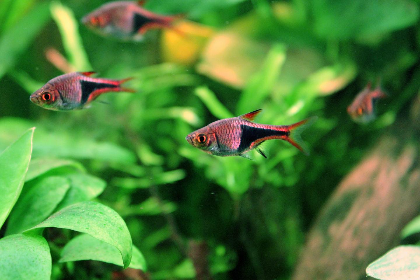 Four harlequin rasboras labelled Trigonostigma heteromorpha swimming among broad green aquarium leaves