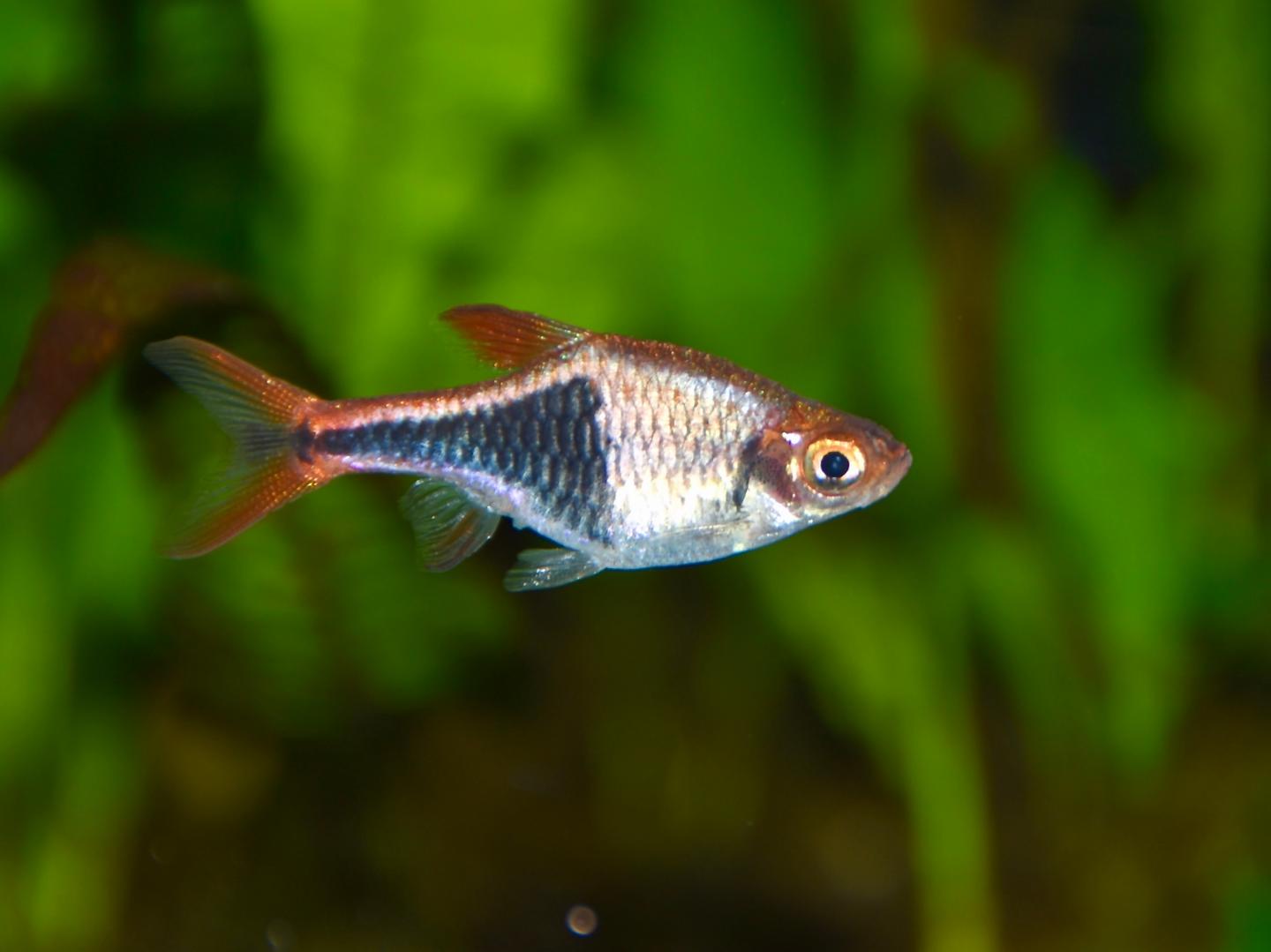 Harlequin rasbora labelled Trigonostigma heteromorpha in side view, showing the dark wedge-shaped flank marking