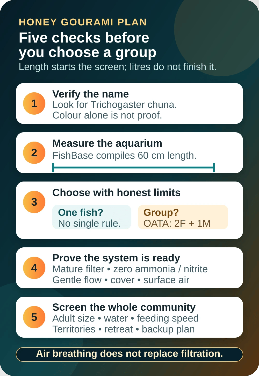 Five-step Honey Gourami diagram checking scientific identity, 60 cm tank length, group choice, mature filtration and the whole community