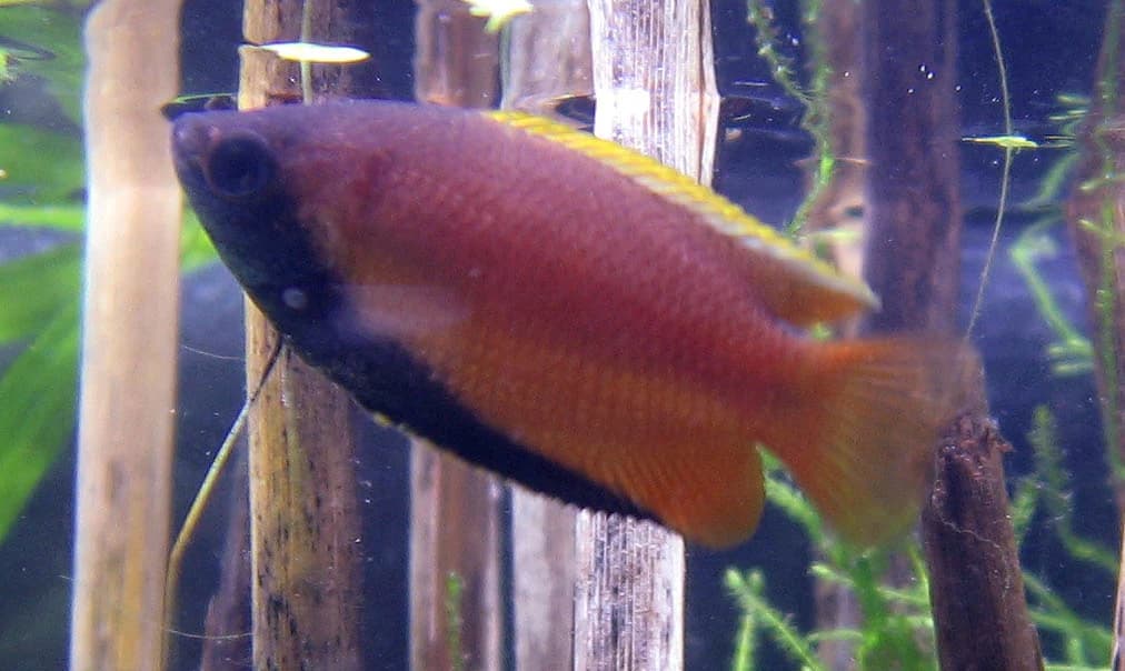 Aquarium fish labelled male Colisa chuna, an older scientific combination for Honey Gourami, with an orange body and dark underside