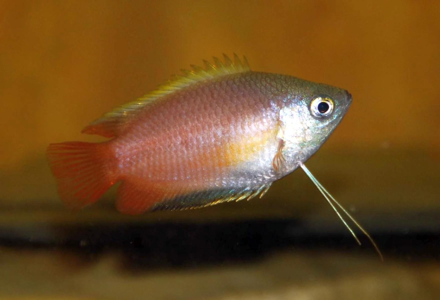 Source-labelled male Colisa chuna in side view against an orange aquarium background, with a red-orange body and long pelvic fin rays