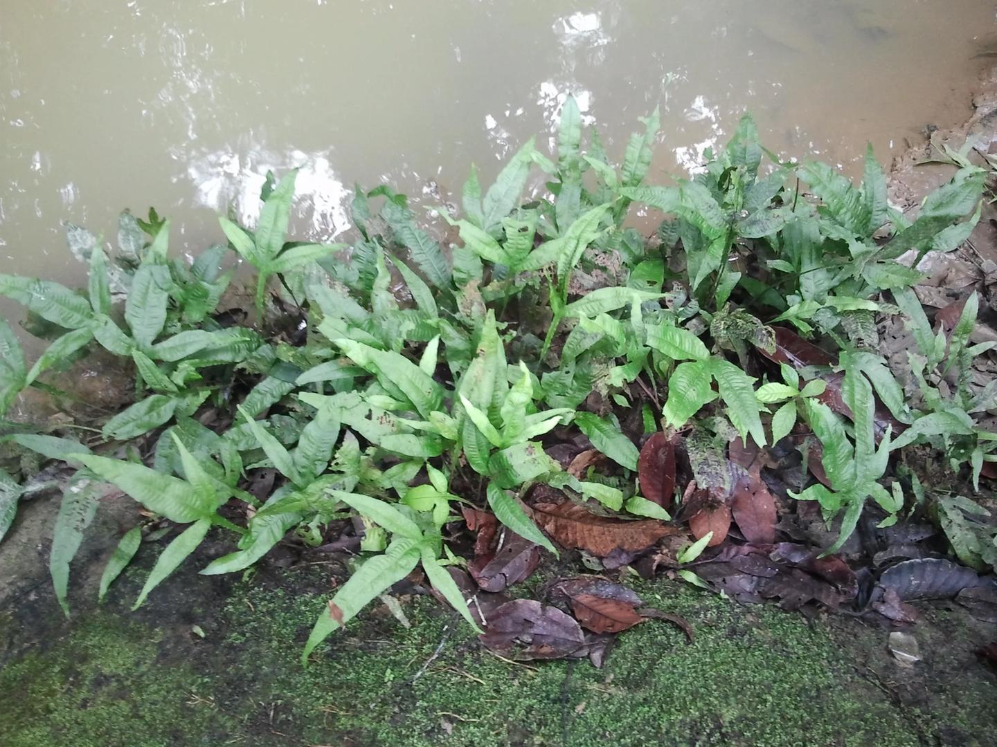 Java fern labelled Microsorum pteropus growing along a wet stream edge in Peninsular Malaysia