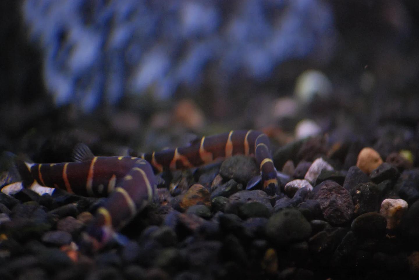 Several banded kuhli loaches resting together over smooth aquarium substrate